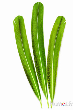 Pavone viola - 45-52 cm - lime